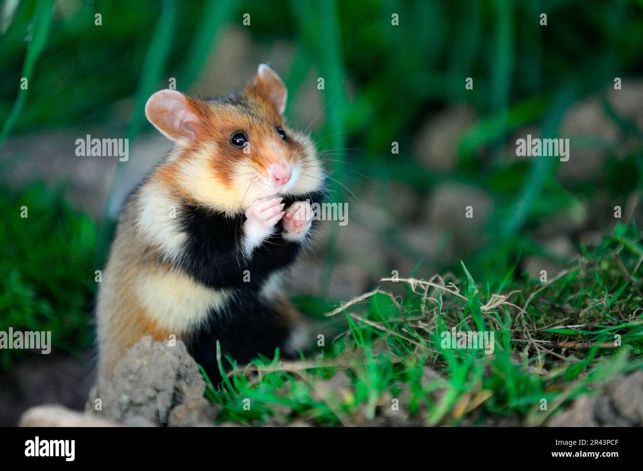 European hamster (Cricetus cricetus), European field hamster, European ...