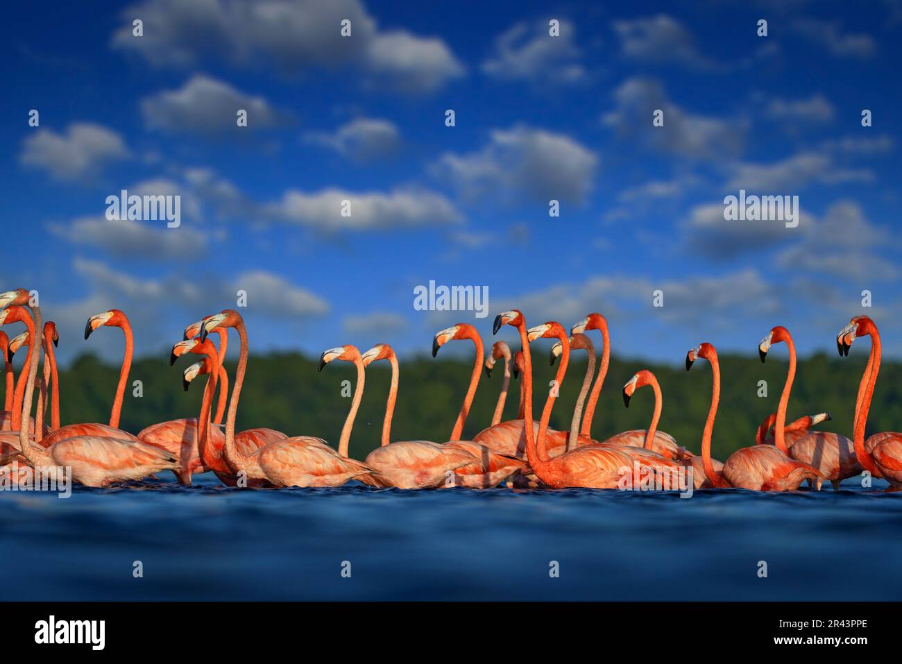 Flock of bird in the river sea water, with dark blue sky with clouds. Flamingos, Mexico wildlife. American flamingo, Phoenicopterus ruber, pink red bi Stock Photo