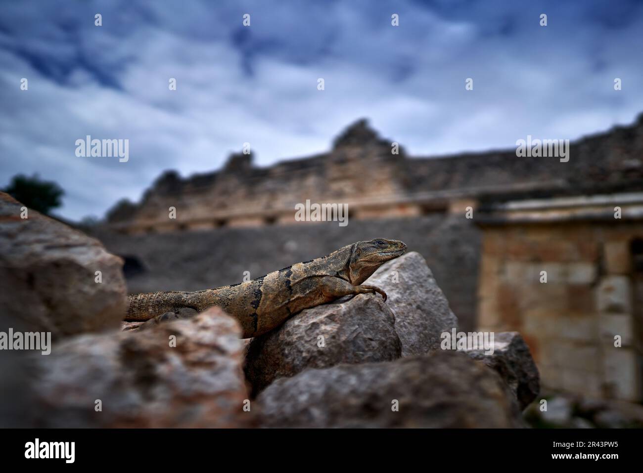 Iguana lizard in Uxmal, Mexico wildlife. Black Iguana, Ctenosaura similis, sitting on stone. Wildlife animal scene from nature, maya ruin in Uxmal. Li Stock Photo