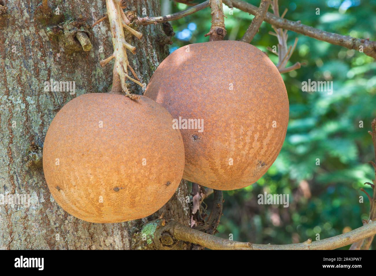 Cannonball tree (Couroupita guianensis), fruit, Botanical …