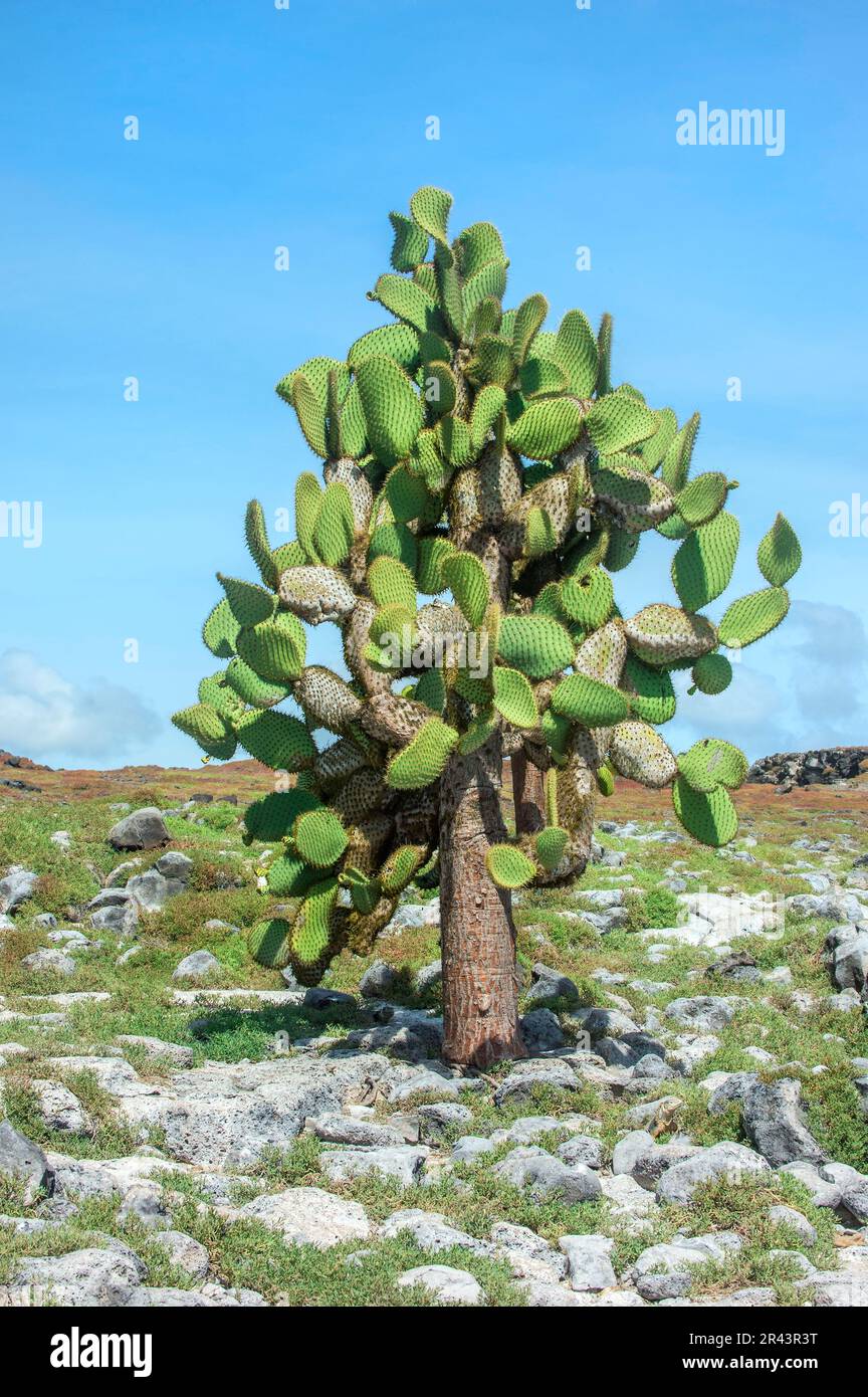 Giant prickly pear, South Plaza Island, Galapagos, Ecuador, Unesco World Heritage Site Stock Photo