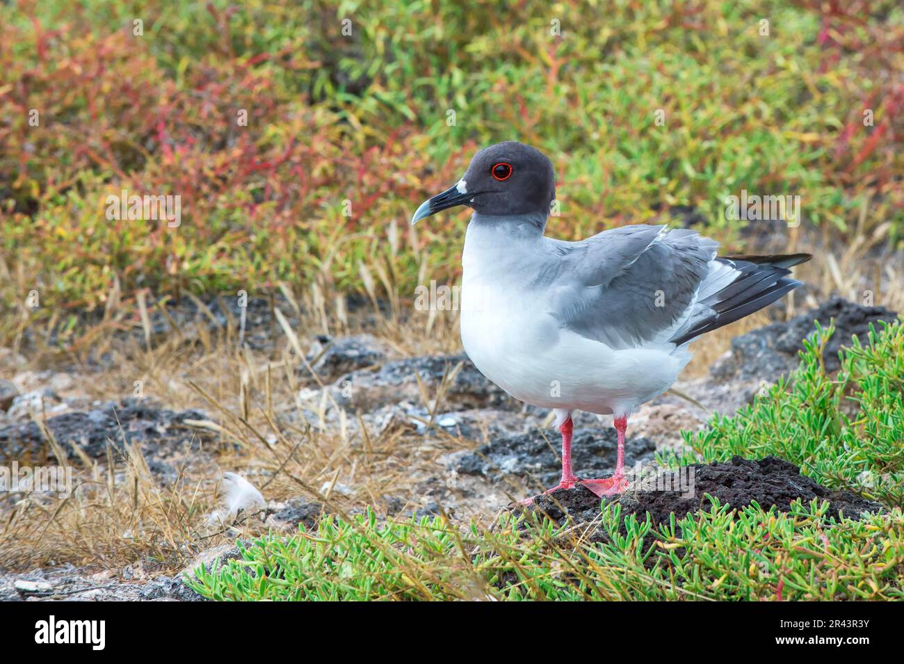 Swallow-tailed gull (Larus furcatus), South Plaza Island, Galapagos, Ecuador, Unesco World Heritage Site Stock Photo