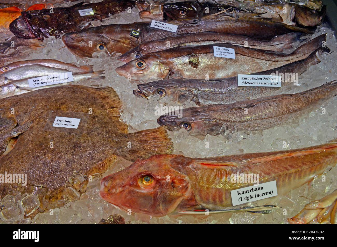 Various European food fish, hake, anglerfish, cod, whiting, gurnard, turbot, haddock Stock Photo