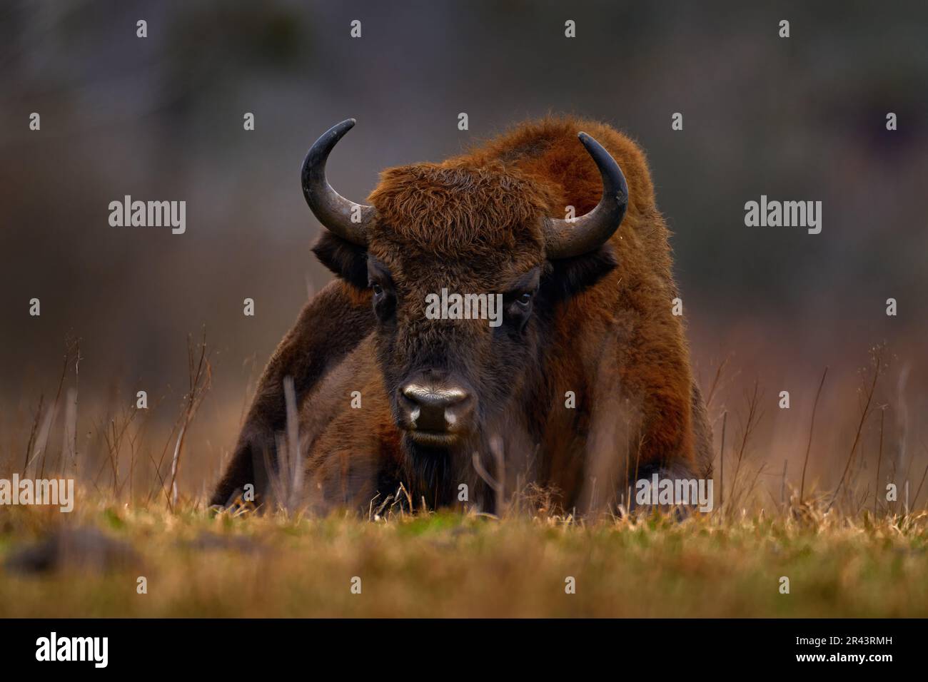 Bison in the autumn forest, sunny scene with big brown animal in the nature habitat, yellow leaves on the rain trees, Bialowieza NP, Poland. Wildlife Stock Photo