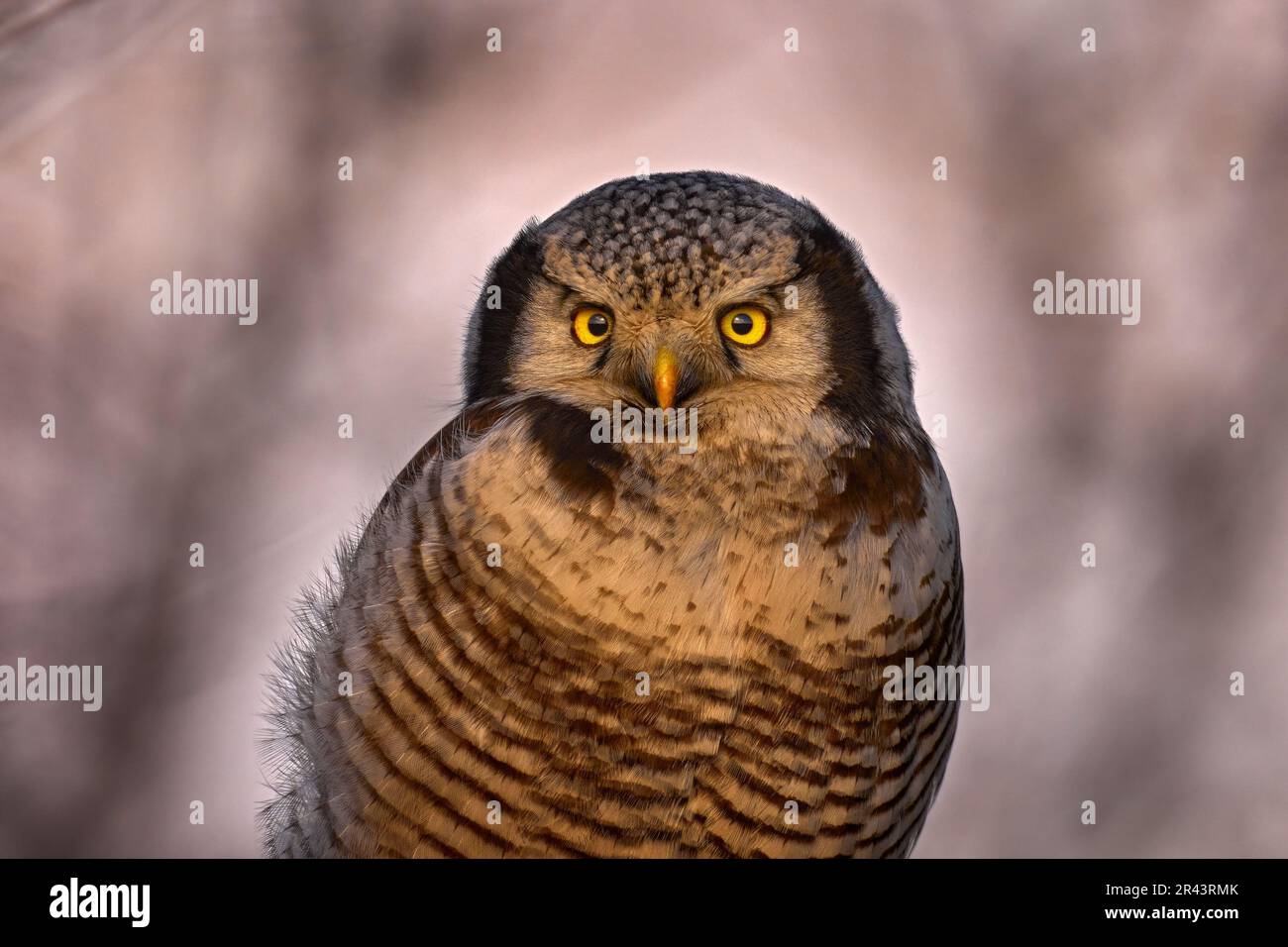 Hawk owl, Surnia ulula, hidden in pine tree. Hawk owl pink violet twilight night. Winter wildlife in Sweden. Blizzard with cute owl with yellow eyes. Stock Photo
