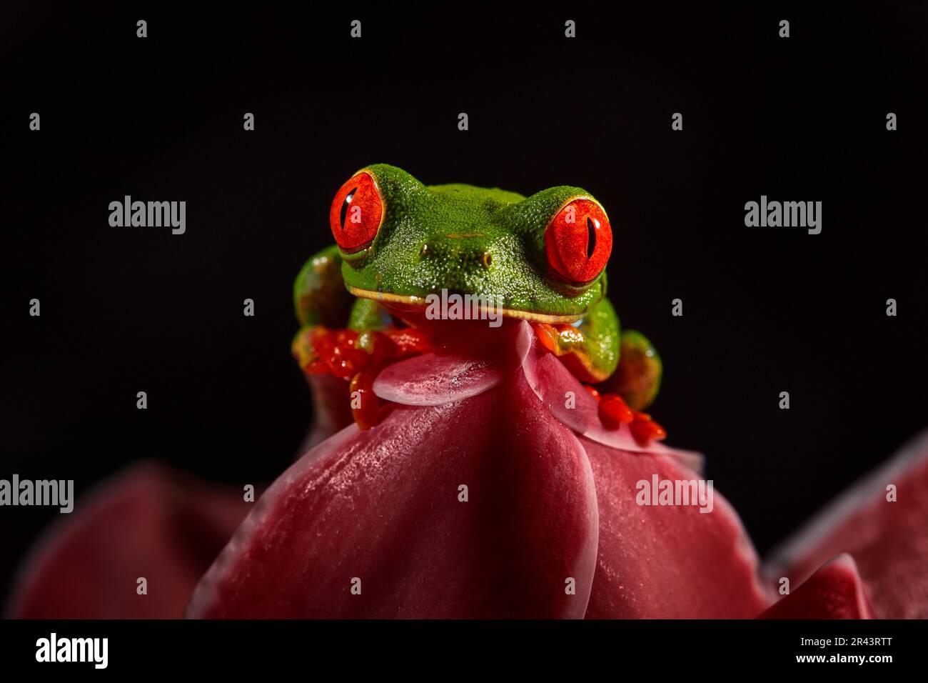 Wildlife tropic. Red-eyed Tree Frog, Agalychnis callidryas, animal with big red eyes, in the nature habitat. Beautiful amphibian in the night forest, Stock Photo