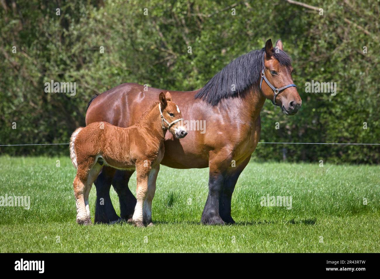 Belgian foal hi-res stock photography and images - Alamy