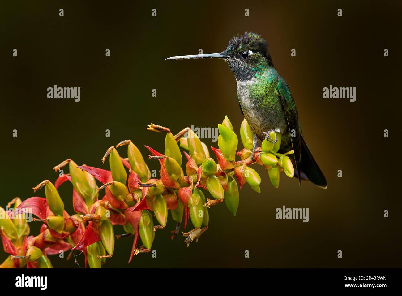 Costa Rica wildlife. Talamanca hummingbird, Eugenes spectabilis, flying next to beautiful orange flower with green forest in the background, Savegre m Stock Photo