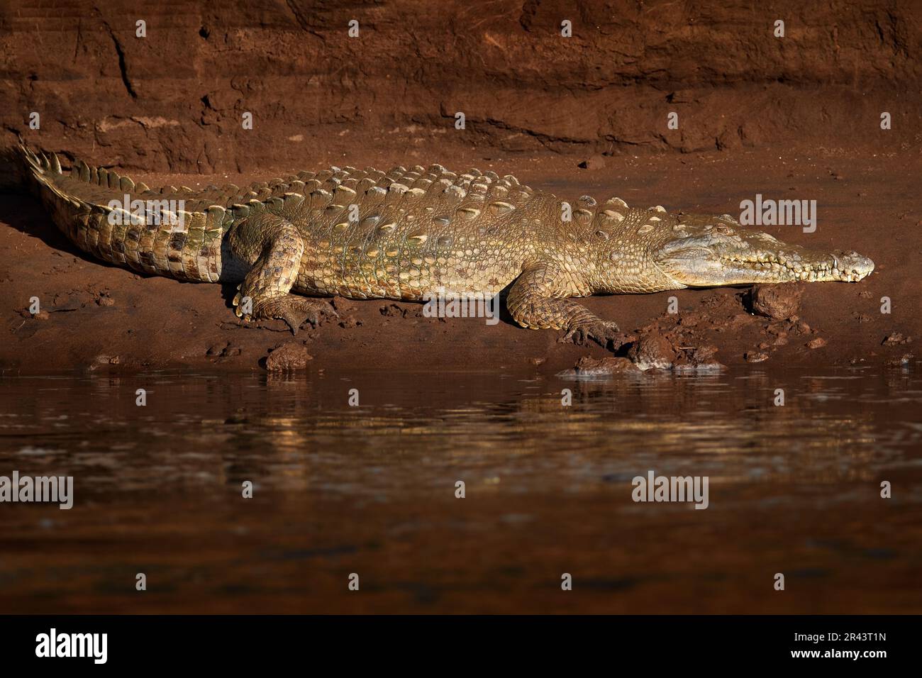 American crocodiles, Crocodylus acutus, animals in the river. Wildlife scene from nature. Crocodiles from river Tarcoles, Costa Rica. Dangerous animal Stock Photo