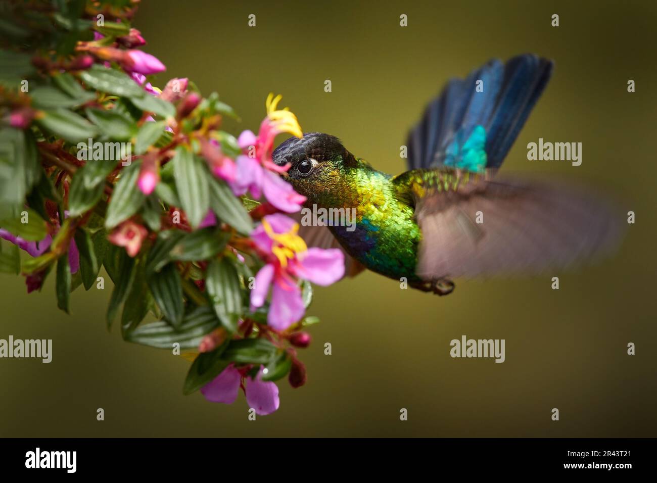 Fiery-throated Hummingbird, Panterpe insignis, flying next to beautiful pink flower, Savegre, Costa Rica. Bird with bloom, sucking nectar. Wildlife fl Stock Photo