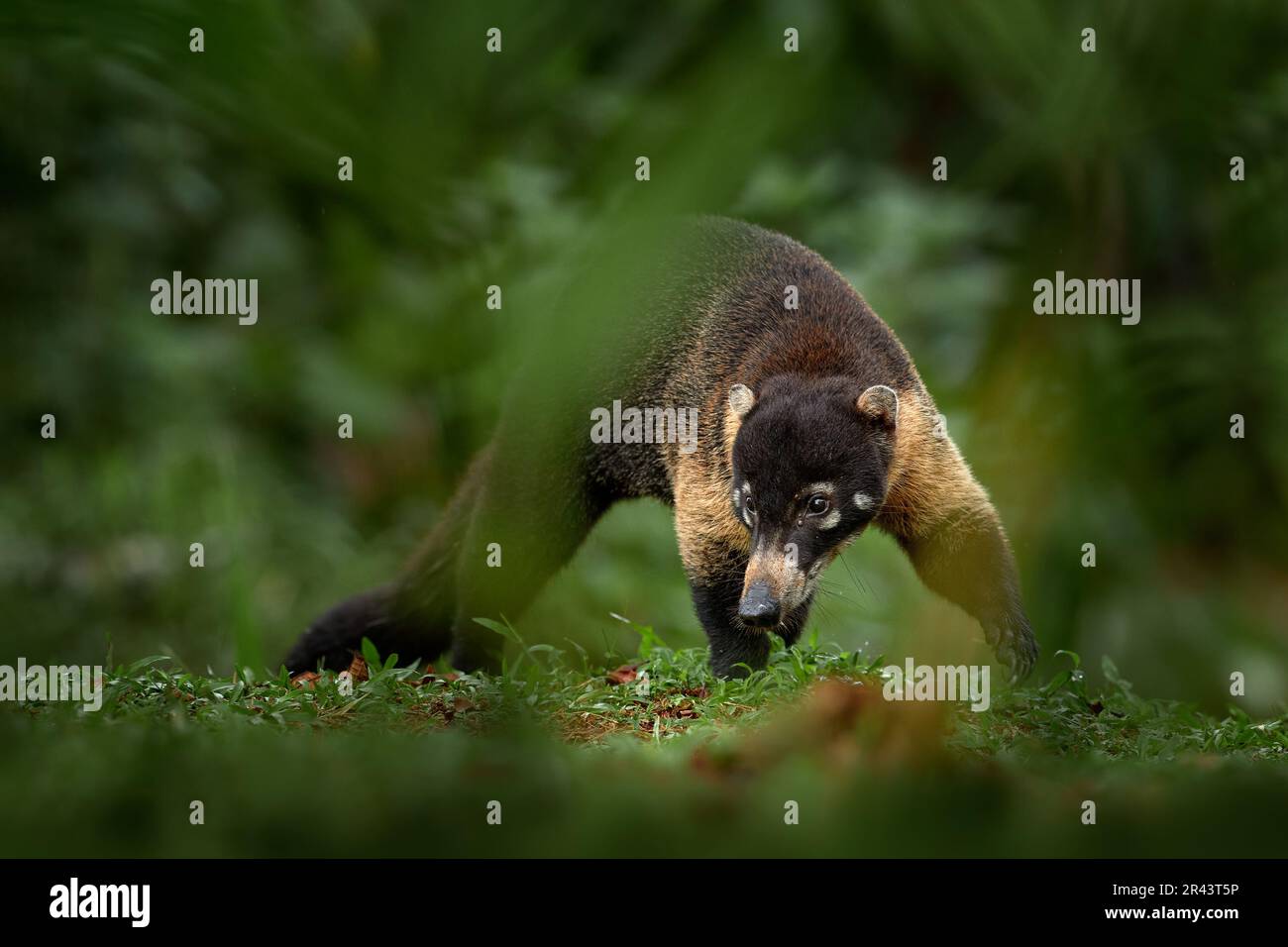 White-nosed Coati, Nasua narica, green grass habitat National Park ...