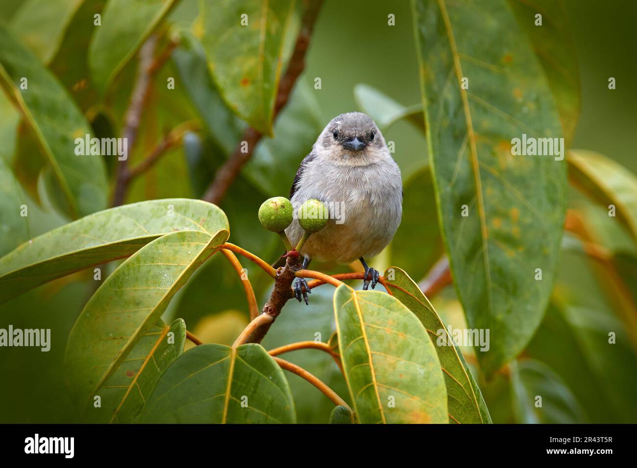 Costa Rica wildlife. Palm Tanager sitting on beautiful mossy branch with clear background. Beautiful bird from Costa Rica. Birdwatching in South Ameri Stock Photo