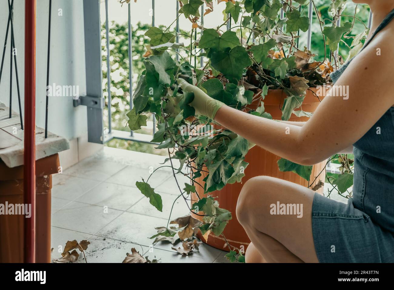 Cleaning and preparing the balcony garden for summer. Plants