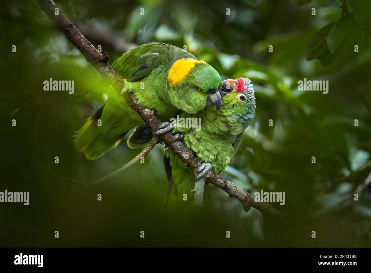Parrot bird love kiss. two different species of birds. Redlored Parrot, Amazona autumnalis