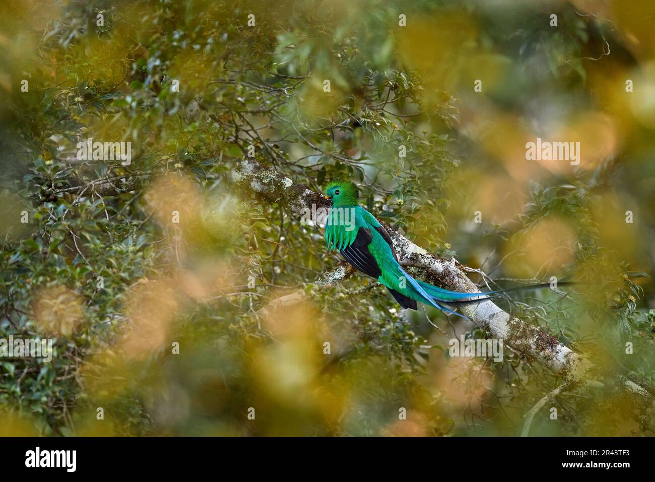 Resplendent Quetzal, Pharomachrus mocinno, from Chiapas, Mexico with blurred green forest in background. Magnificent sacred green and red bird. Detail Stock Photo