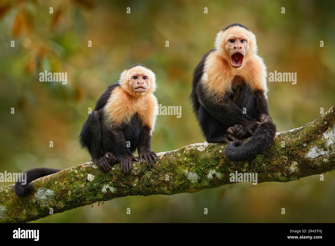 Costa Rica nature. White-headed Capuchin, black monkey sitting  the dark tropical forest. Wildlife of Costa Rica. Travel holiday in Central America. O Stock Photo