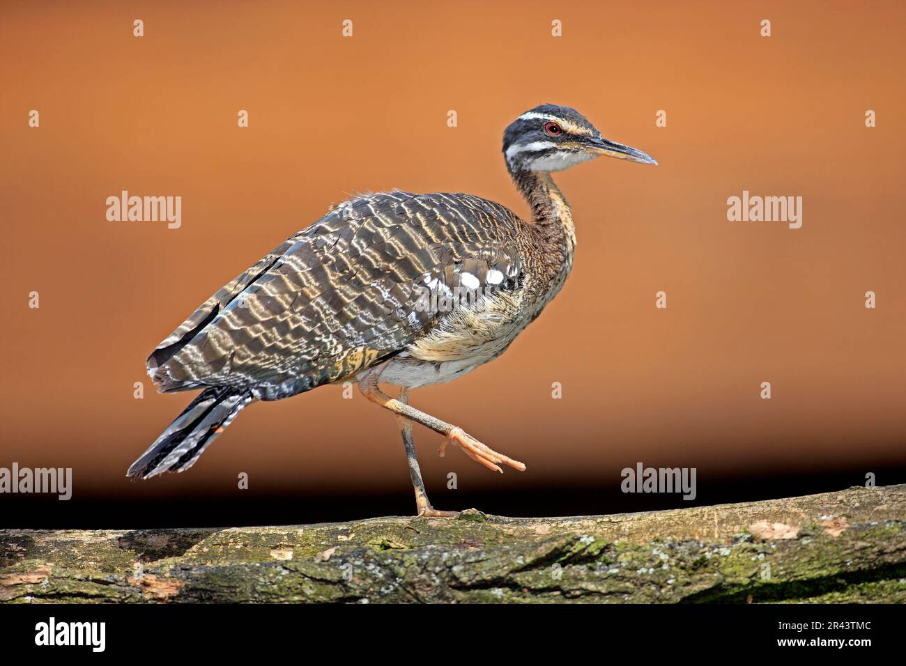 Sunbittern (Eurypyga helias) Stock Photo