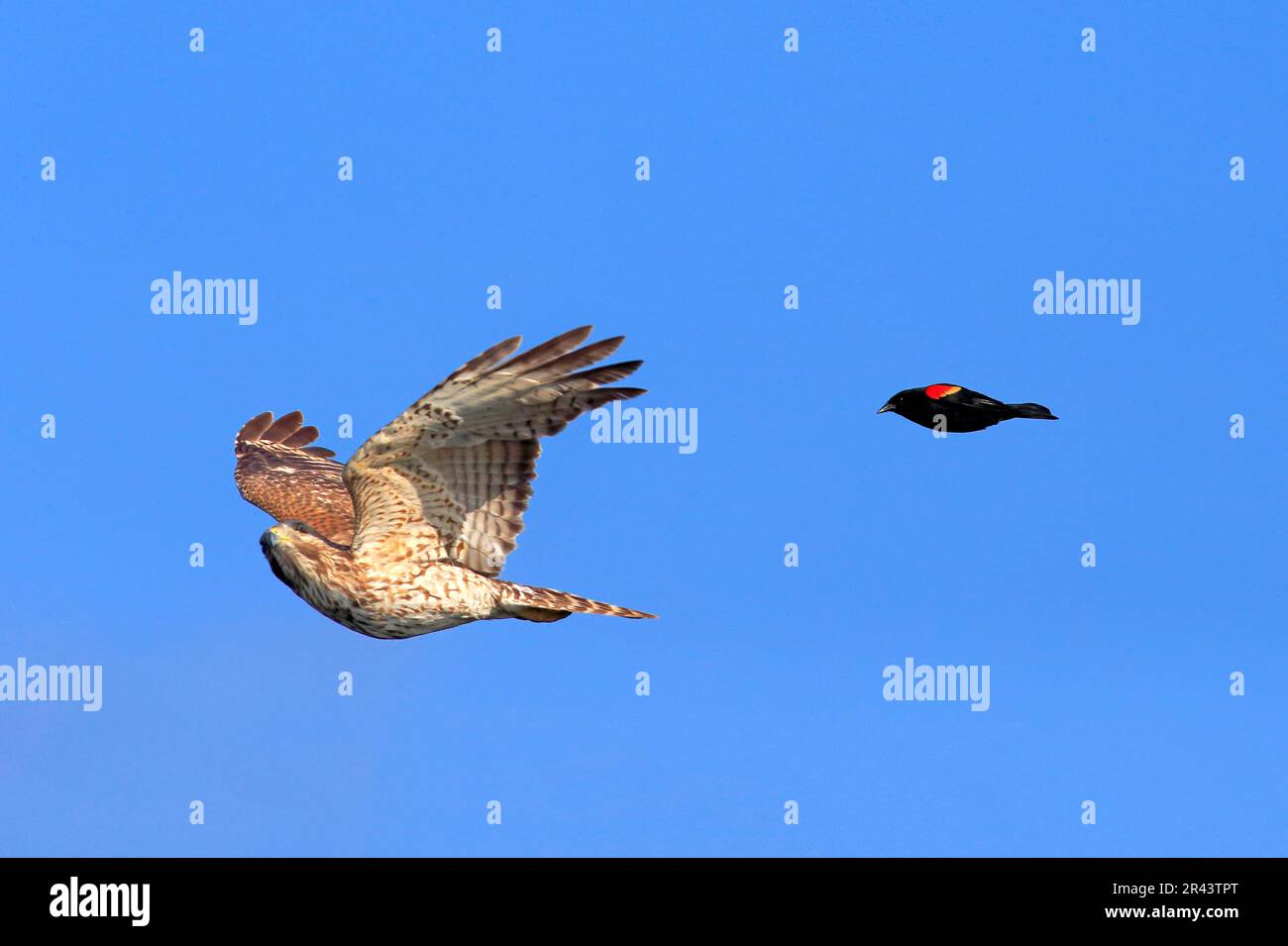 Cooper's hawk (Accipiter cooperii), adult flying being attacked by red-winged blackbird (Agelaius phoeniceus), Wakodahatchee Wetlands, Delray Beach Stock Photo