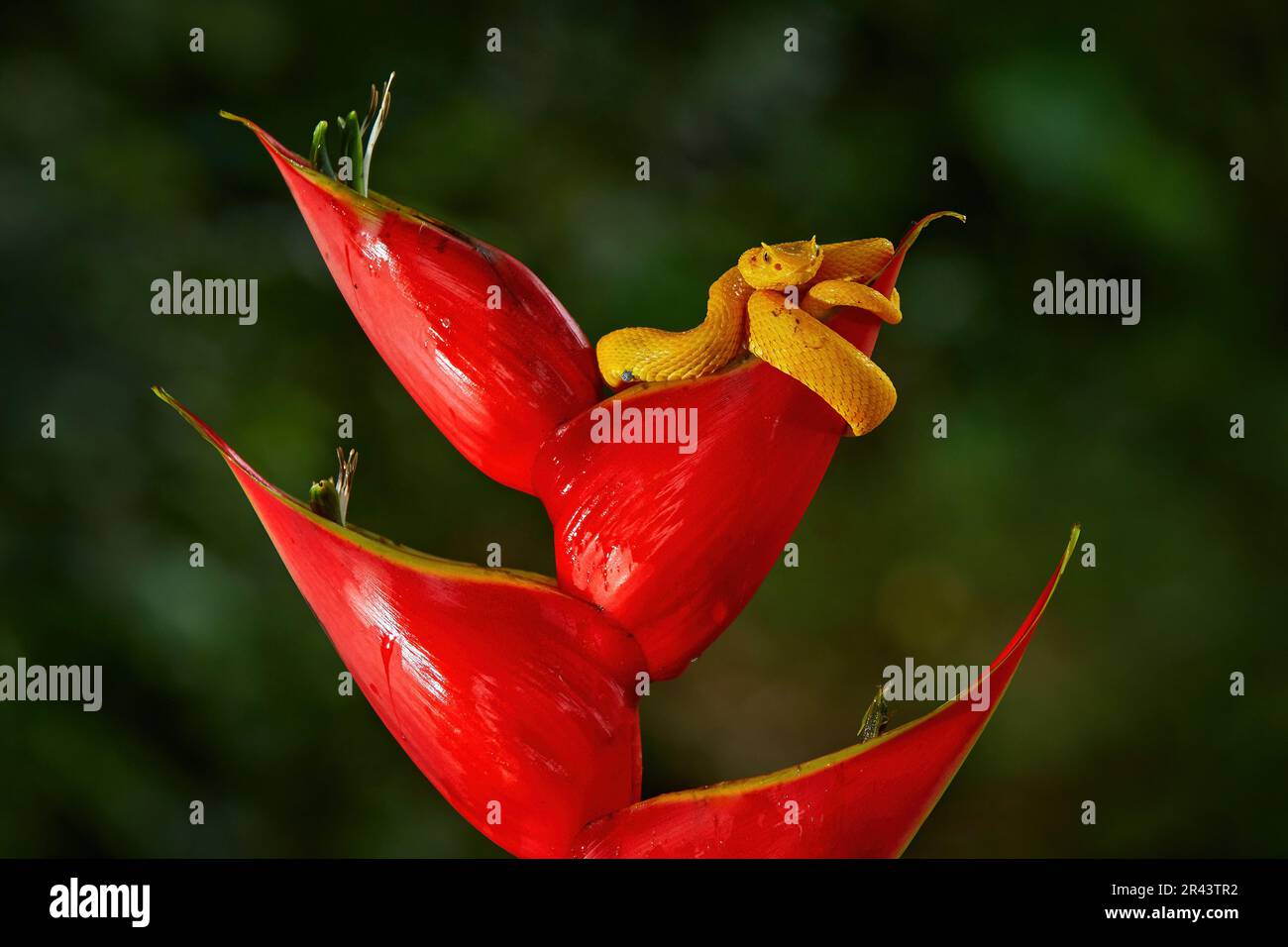 Snake from Ecuador. Bothriechis schlegeli, Yellow Eyelash Palm Pitviper ...