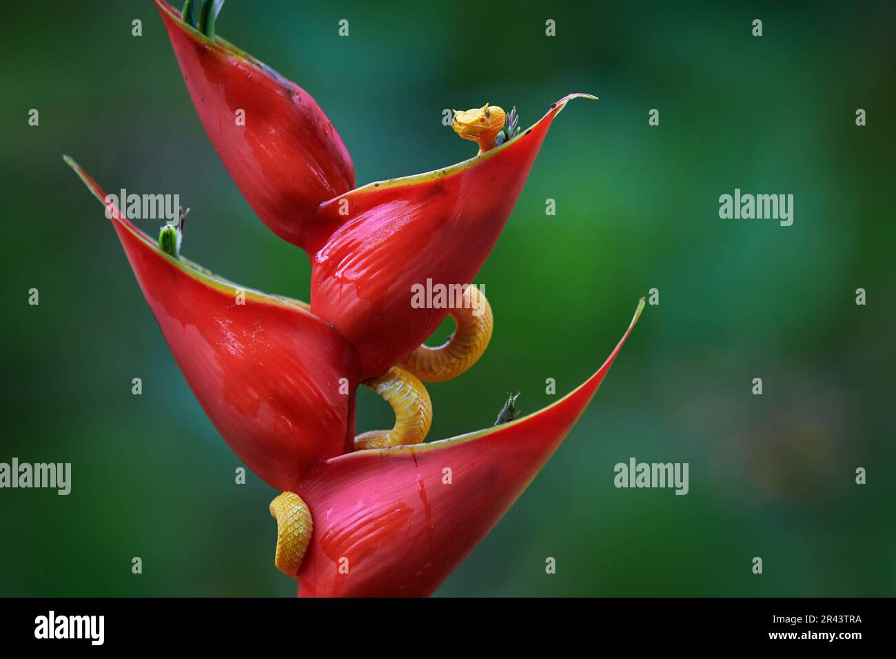 Snake from Ecuador. Bothriechis schlegeli, Yellow Eyelash Palm Pitviper, on the red wild flower. Wildlife scene from tropic forest. Bloom with snake. Stock Photo