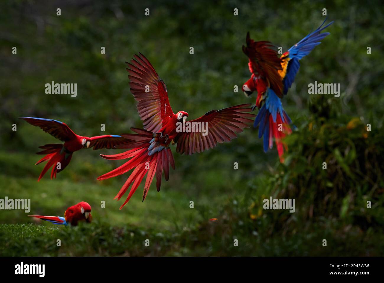 Parrot fly fight. Red macaw in the rain. Macaw parrot flying in dark ...