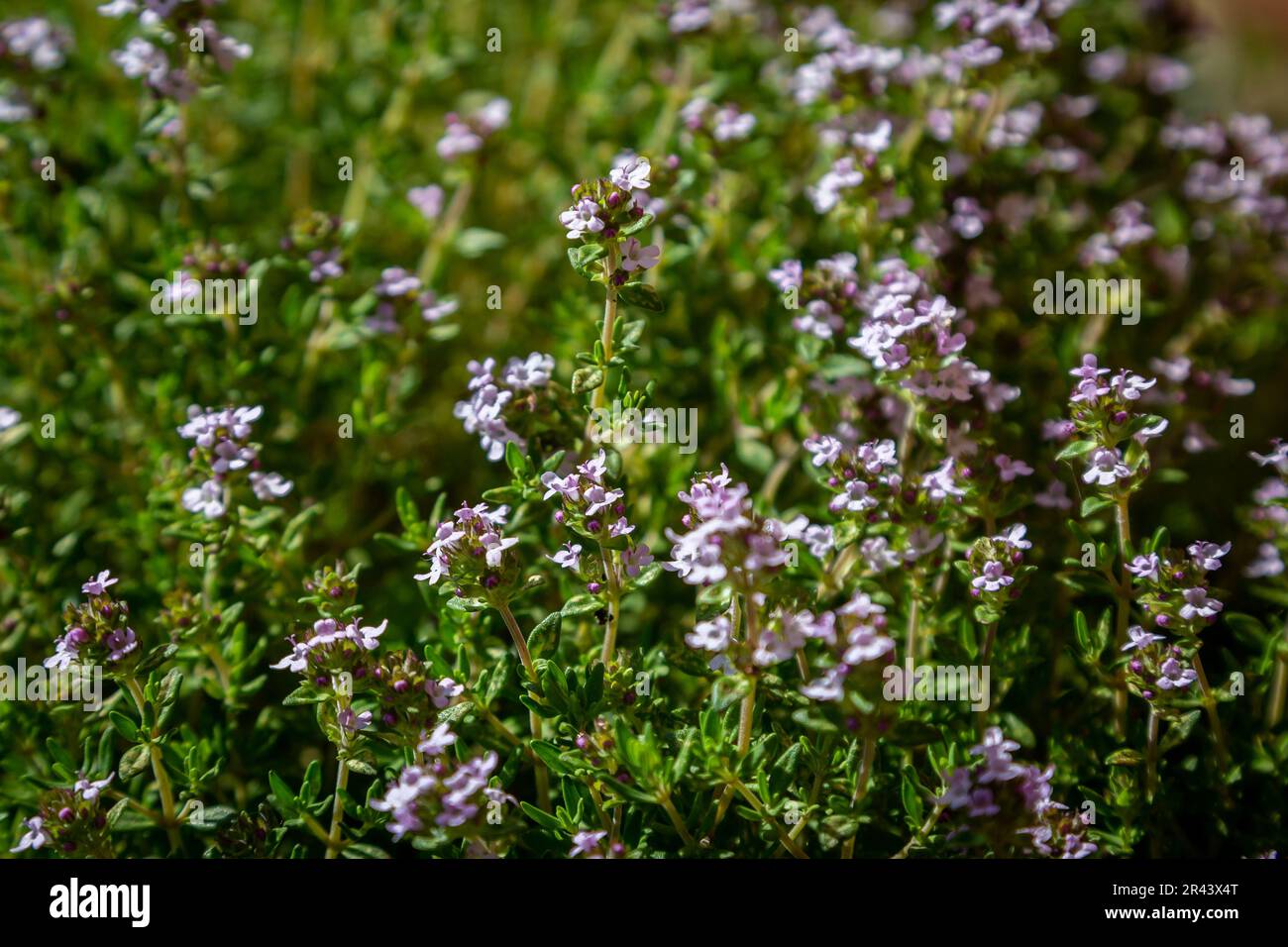 Spring flowering thyme close hi-res stock photography and images - Alamy