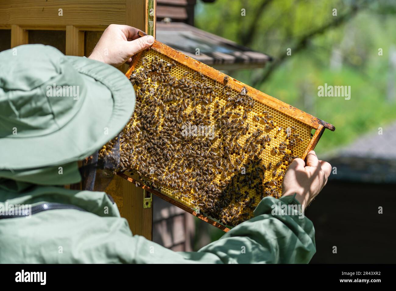 Farmer wearing bee suit working with in apiary. Beekeeping in countryside. Male