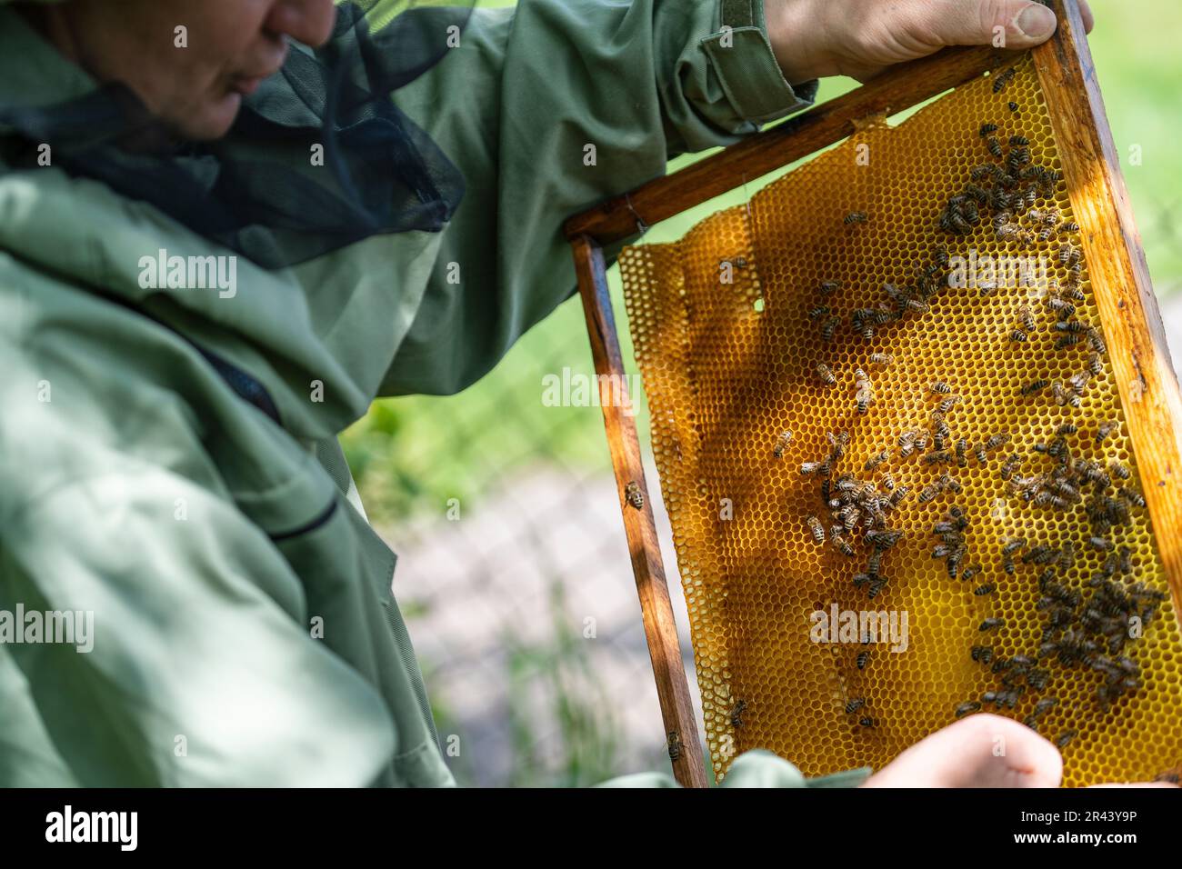 Farmer wearing bee suit working with in apiary. Beekeeping in countryside. Male