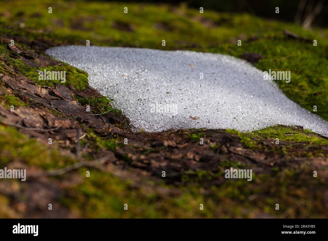 The arrival of spring Stock Photo - Alamy