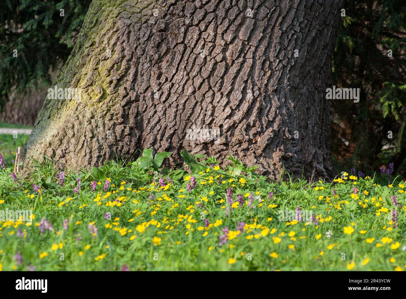 Park early flowers hi-res stock photography and images - Alamy