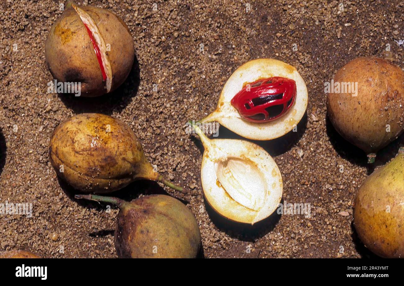 Nutmeg (Myristica fragrans) spice, Kerala, South India, India, Asia