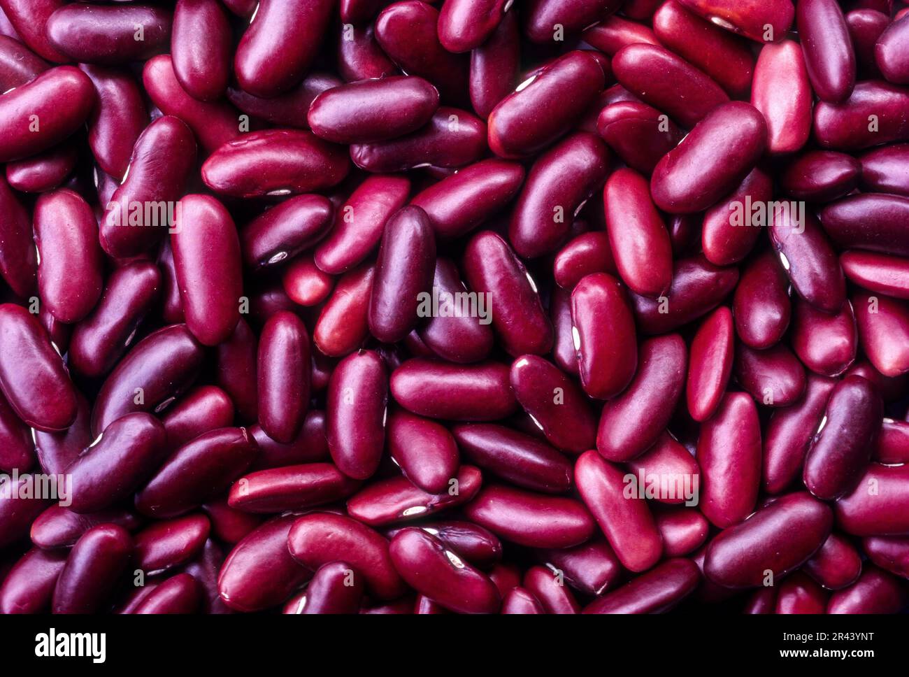 Dark red kidney beans or Rajma kaaramani erra beans oil seeds scattered