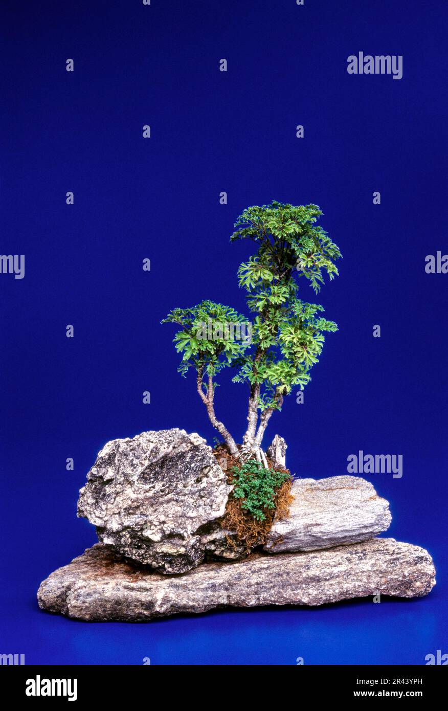 Bonsai Tree India, Asia Stock Photo Alamy