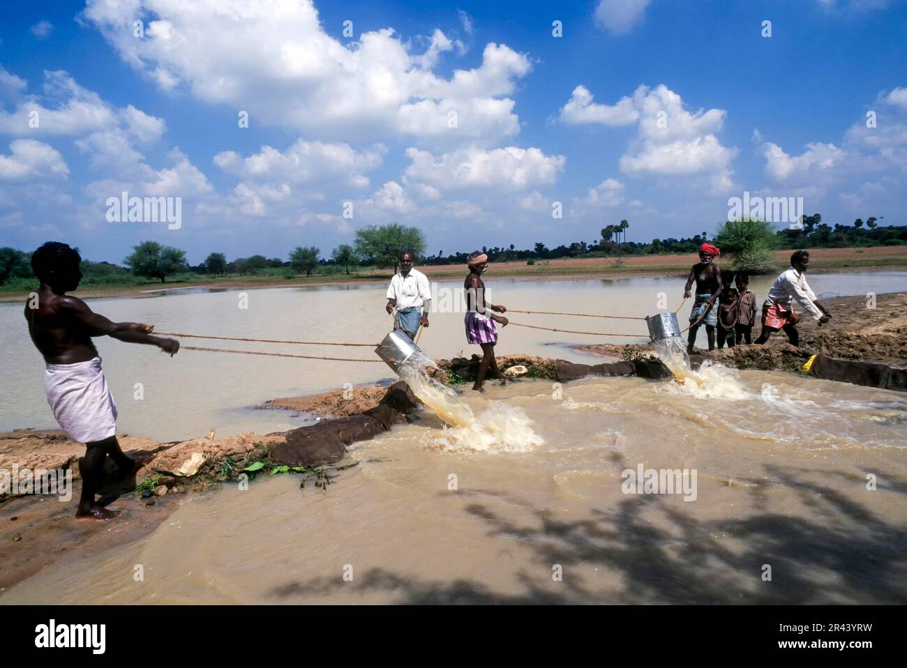 Traditional conventional irrigation from a tank with a tin, Tamil Nadu