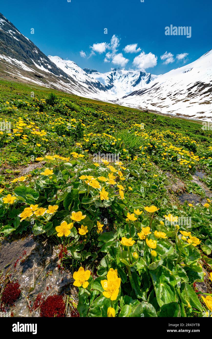 Wild flowers in bloom, Juf,  Graubunden, Switzerland Stock Photo