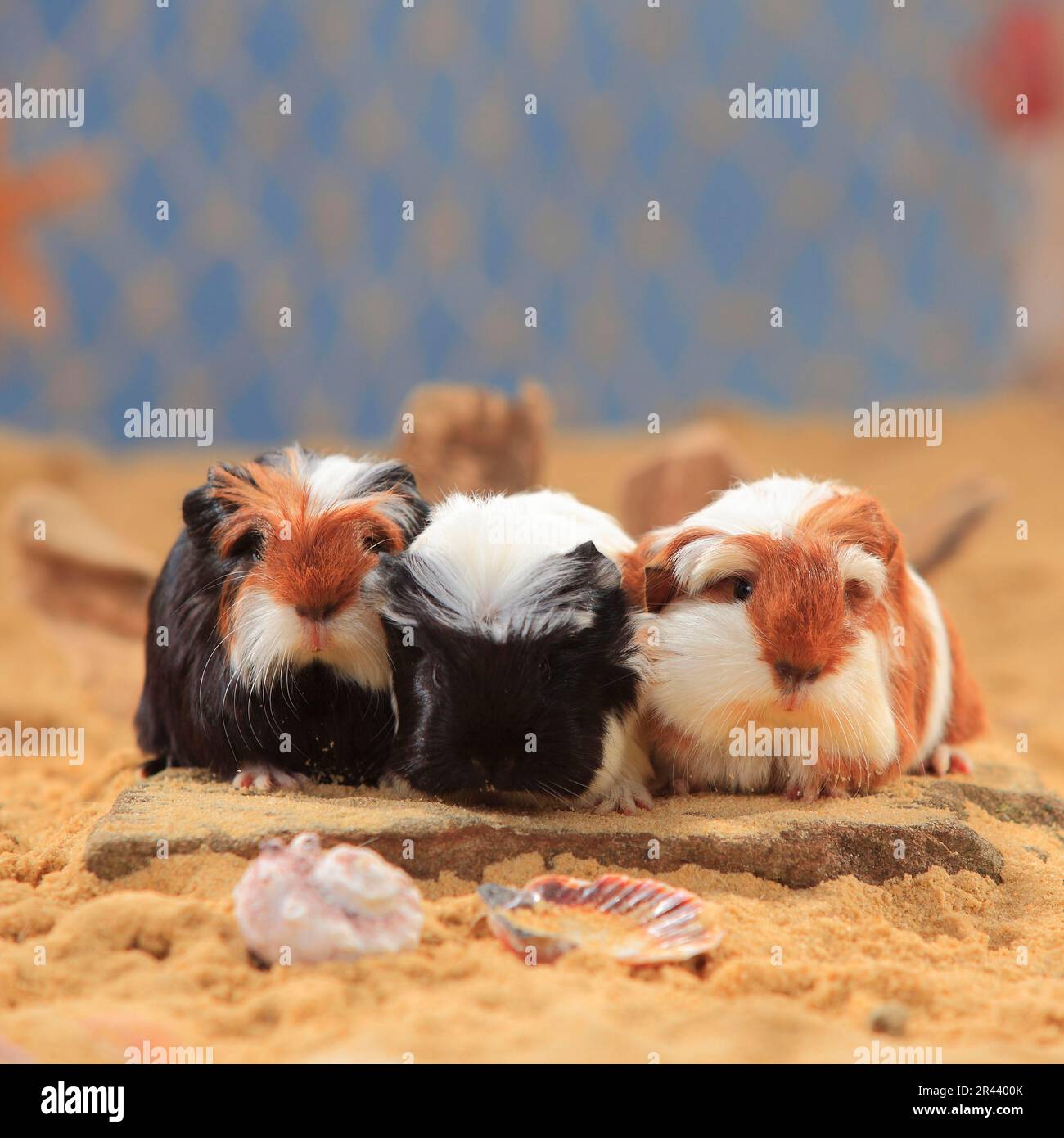 guinea pigs, tortiewhite and redwhite, kittens Stock Photo