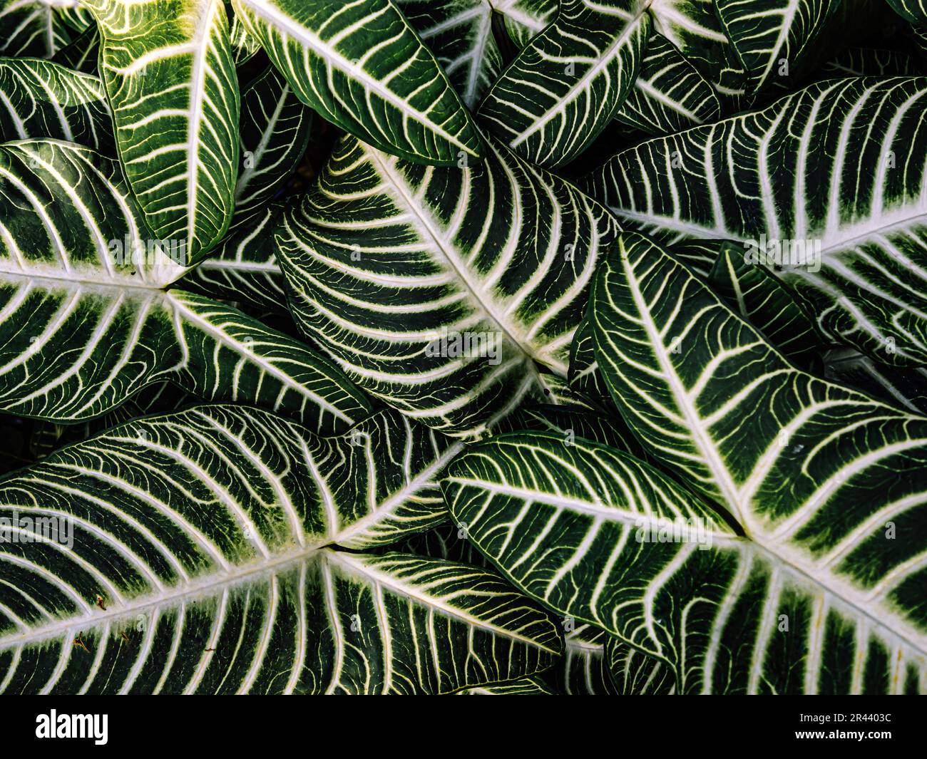 Green leaves, Caladium lindenii Stock Photo