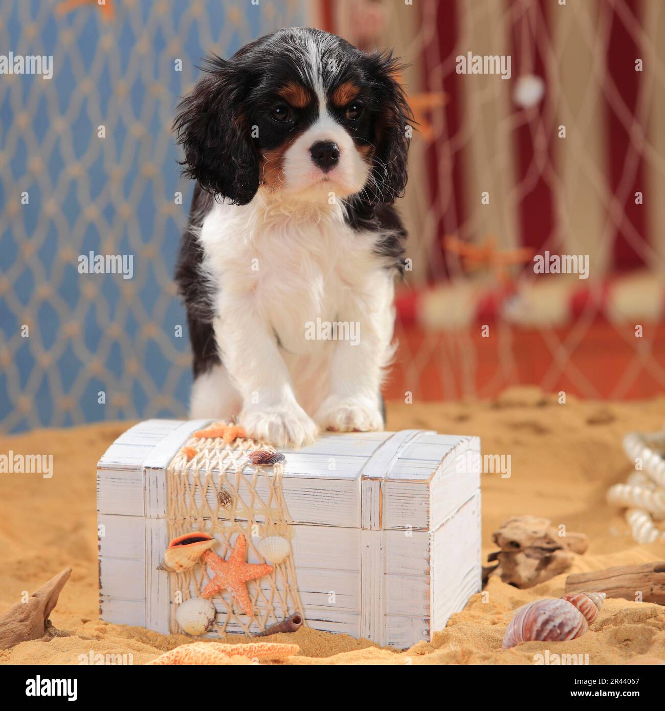 Cavalier King Charles Spaniel, puppy, tricolour, 9 weeks, crate Stock