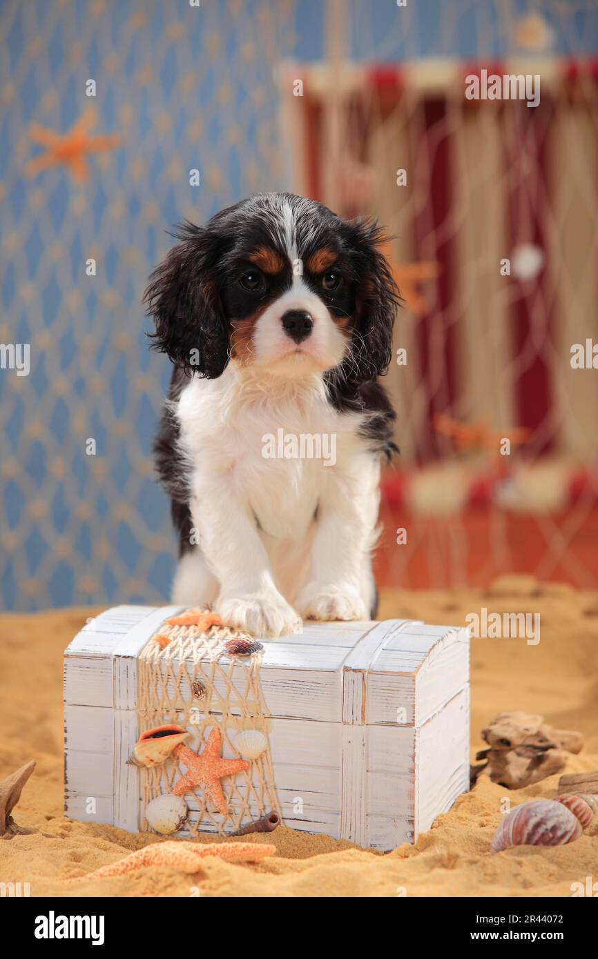 Cavalier King Charles Spaniel, puppy, tricolour, 9 weeks, crate Stock