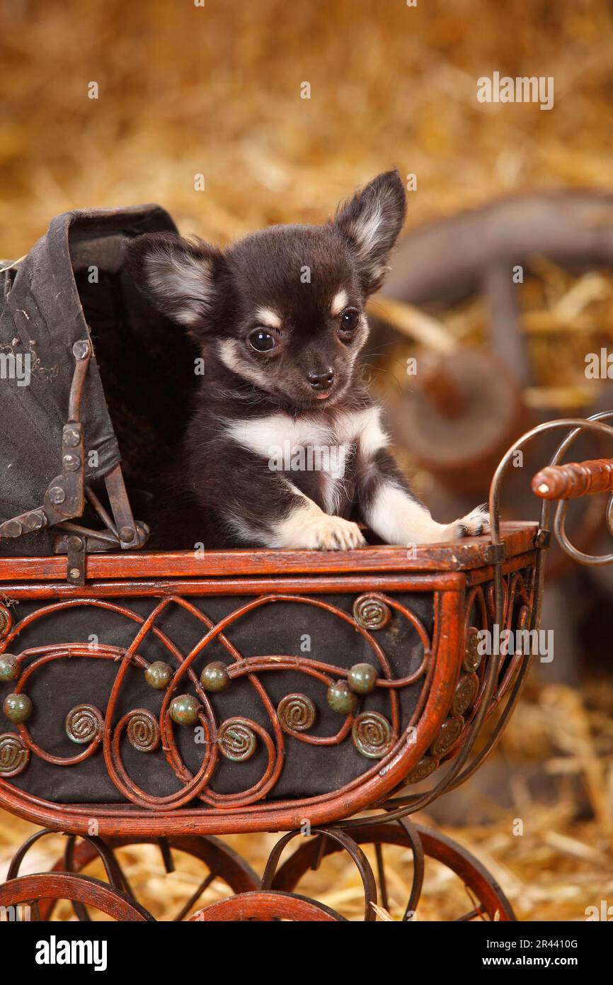 Micro long hotsell haired chihuahua