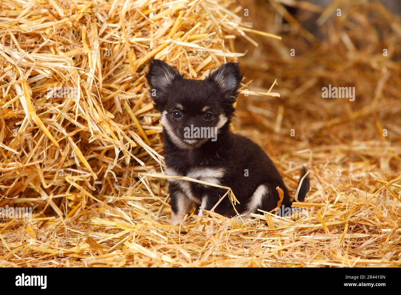 Chihuahua, Long Hair, Puppy Stock Photo Alamy