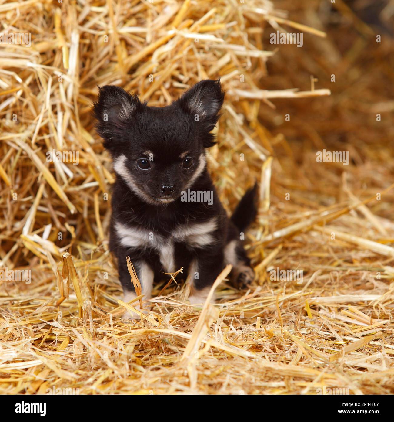 Chihuahua, Long Hair, Puppy Stock Photo Alamy