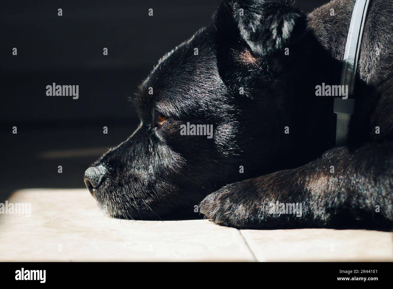 Black dog with brown eyes lying on the floor. Stock Photo