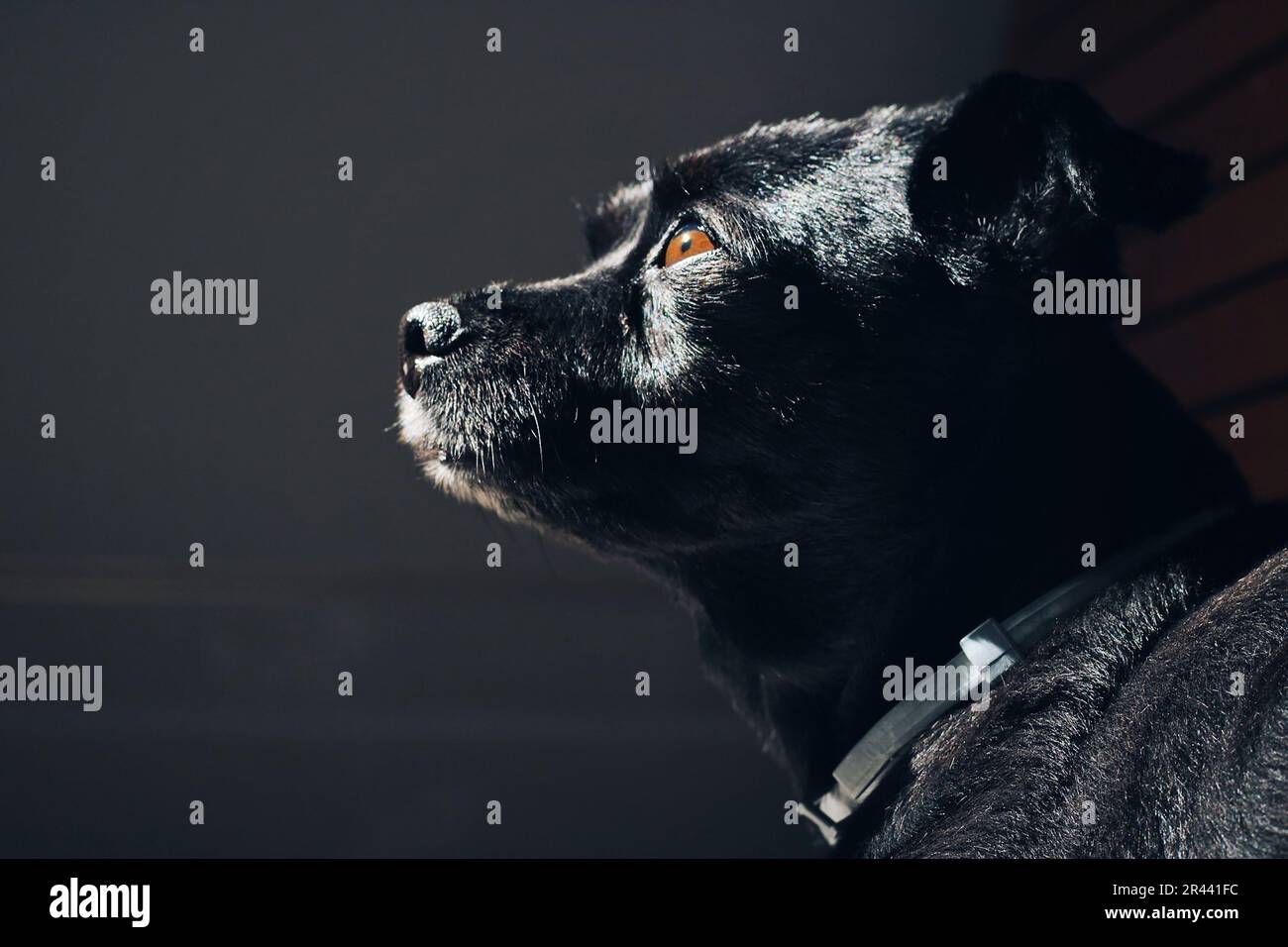 Black dog with brown eyes looking up. Stock Photo