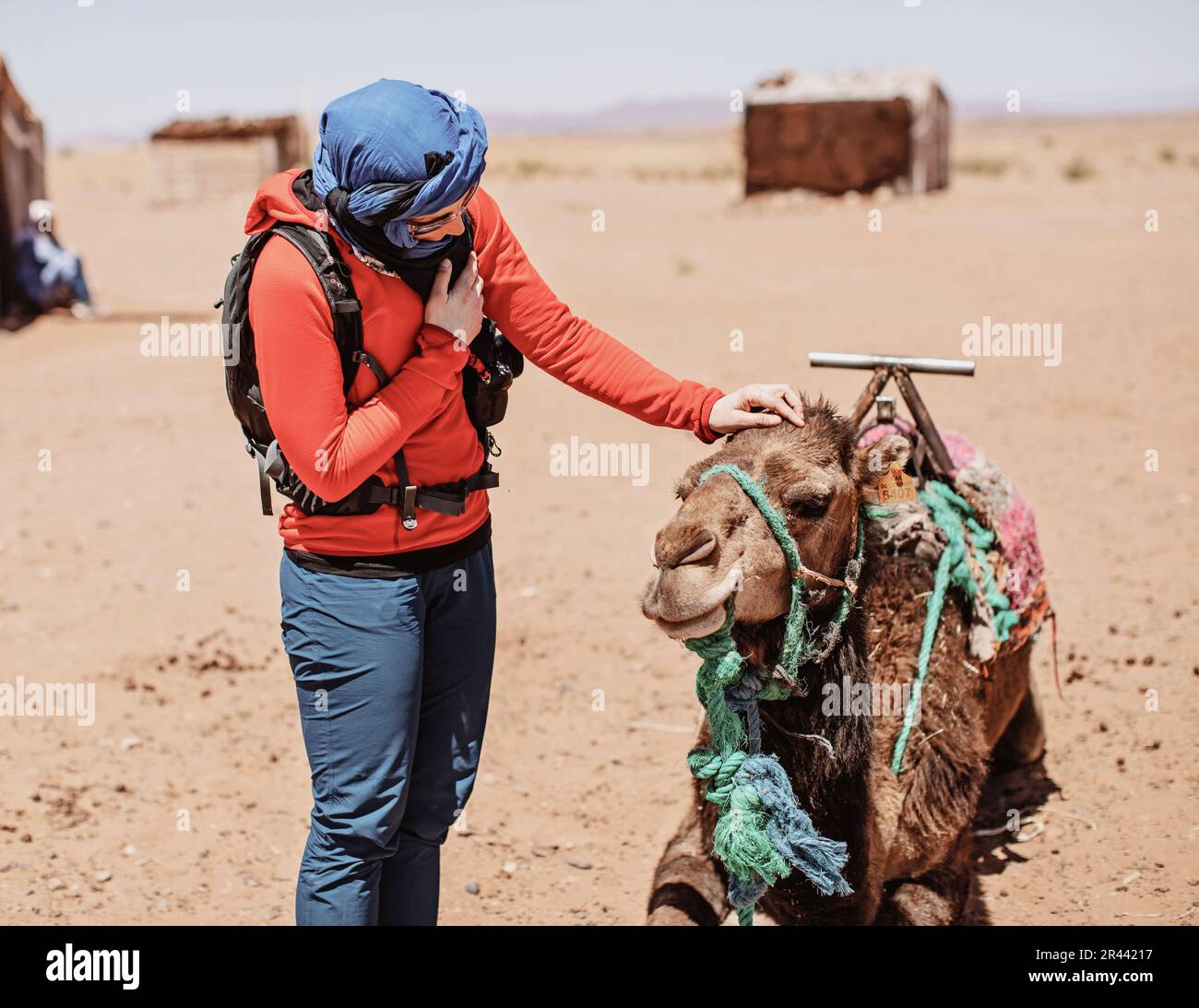 Female western tourist with hijab pats a camel in the desert, Morocco Stock Photo