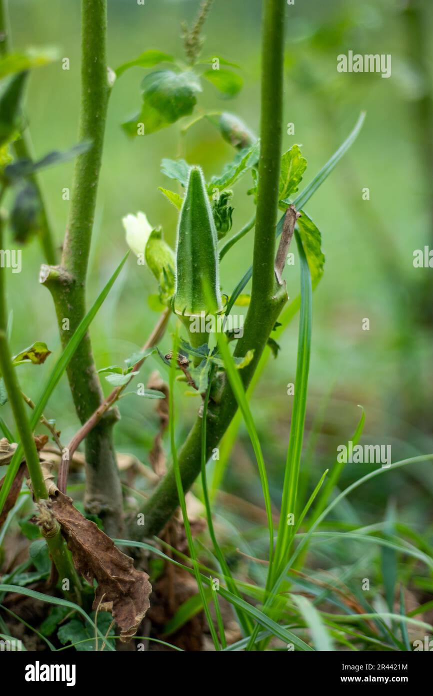 Ladies finger or okra is a popular vegetable that is nutritious and has