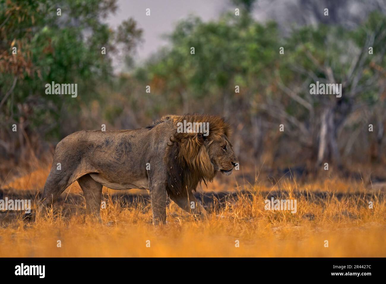 Lion, fire burned destroyed savannah. Animal in fire burnt place, lion lying in the black ash and cinders, Savuti, Chobe NP in Botswana. Hot season in Stock Photo