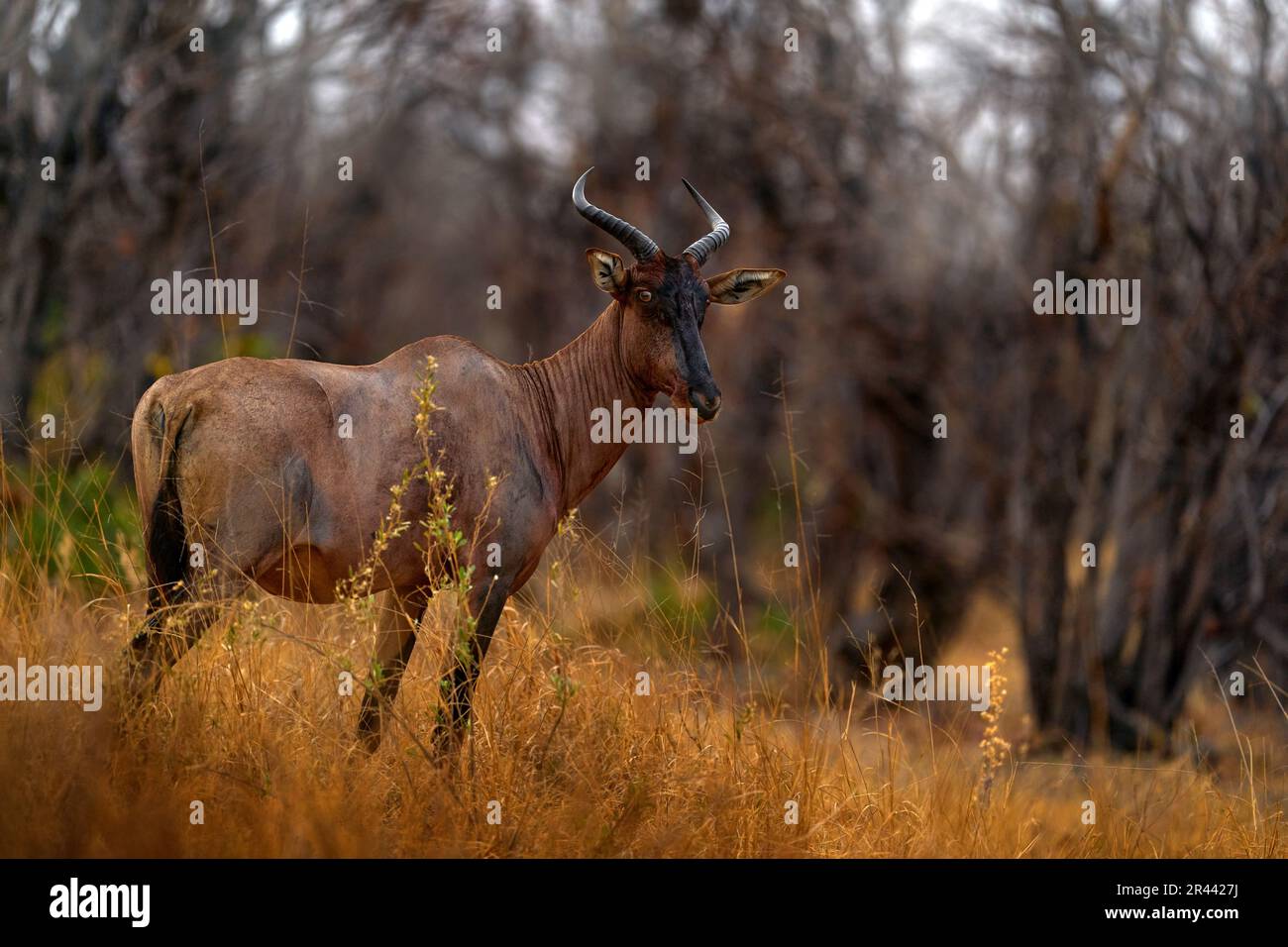 Common tsessebe, Damaliscus lunatus, detail portrait of big brown African mammal in nature habitat. Sassaby, in green vegetation, Okavango delta, Bots Stock Photo