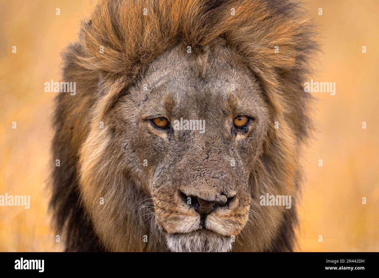 Close-up portrait of African lion, male. Botswana wildlife. Lion, fire burned destroyed savannah. Savuti, Chobe NP in Botswana. Hot season in Africa. Stock Photo