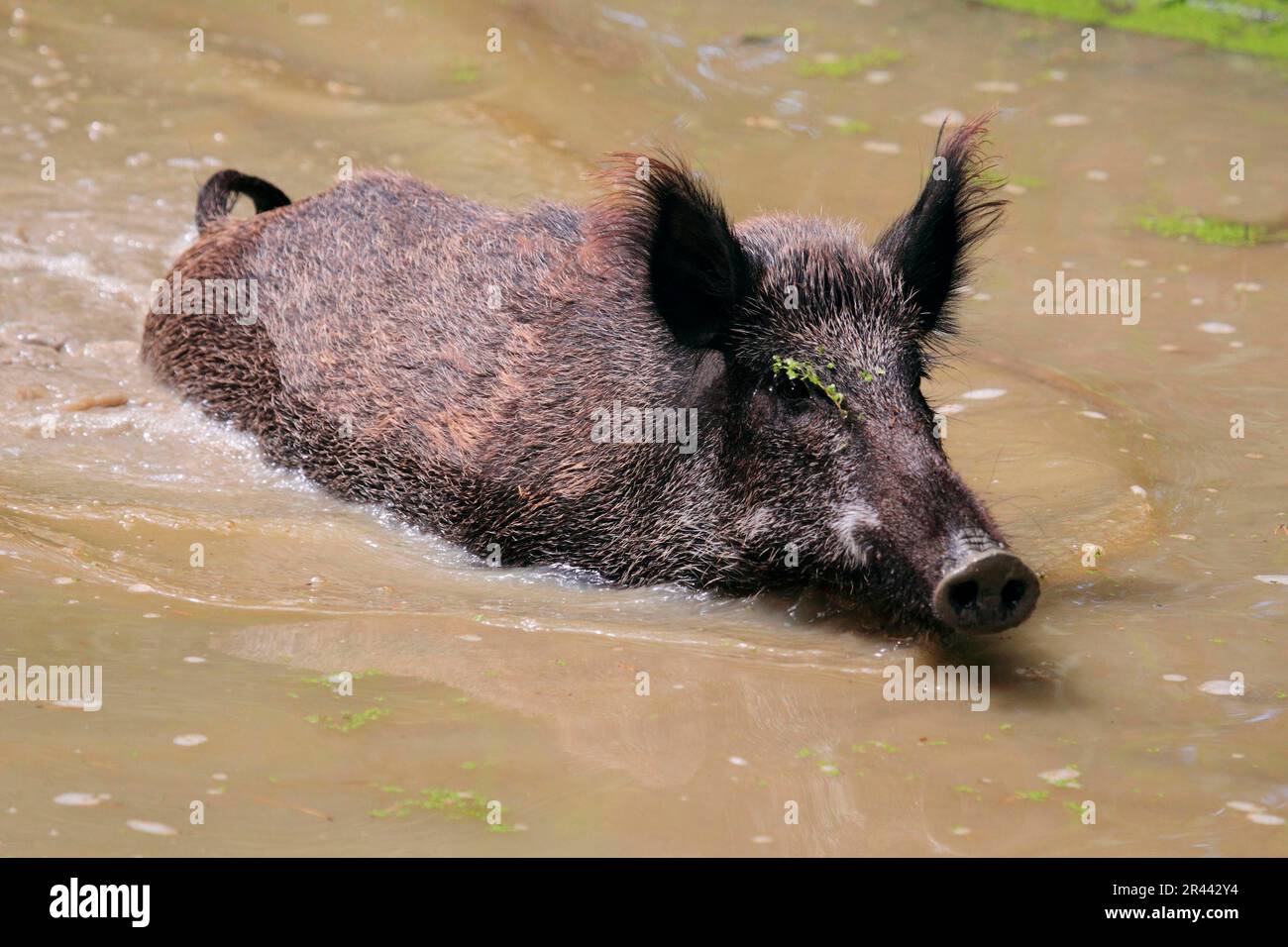 Wild Boar (Sus scrofa) Stock Photo